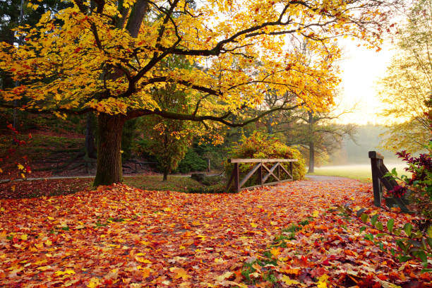 istock Autumn forest. Beautiful rural scenery. 1047635944