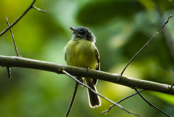 Bird on a branch Small bir in brazilian atlantic rainforest diversidade stock pictures, royalty-free photos & images