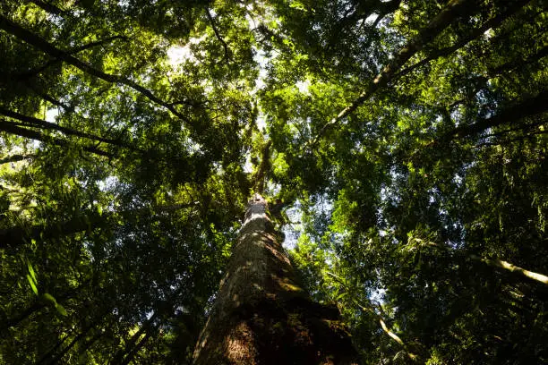 Big tree in Cachoeiras de Macacu forest, Rio de Janeio - Brazilian Atlantic Rainforest