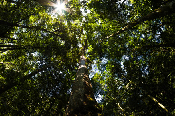 Sun in the forest Forest in Cachoeiras de Macacu, Rio de Janeio - Brazilian Atlantic Rainforest floresta stock pictures, royalty-free photos & images