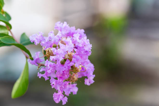 Close up purple crape myrtle flower ( lagerstroemia )  with yellow pollen