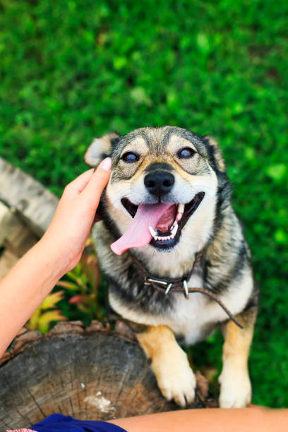 happy young joyful dog climbs paws on the lap of the girl and stuck out his tongue with pleasure happy young joyful dog climbs paws on the lap of the girl and stuck out his tongue with pleasure knee to the head pose stock pictures, royalty-free photos & images