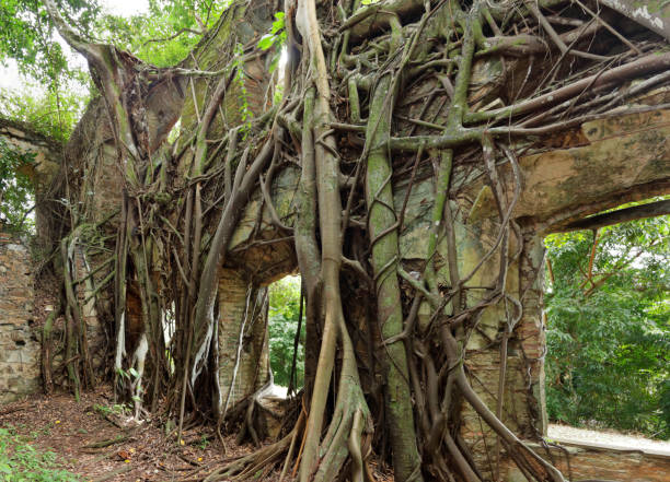 istock Church ruin overgrown by tropical trees 1047639656