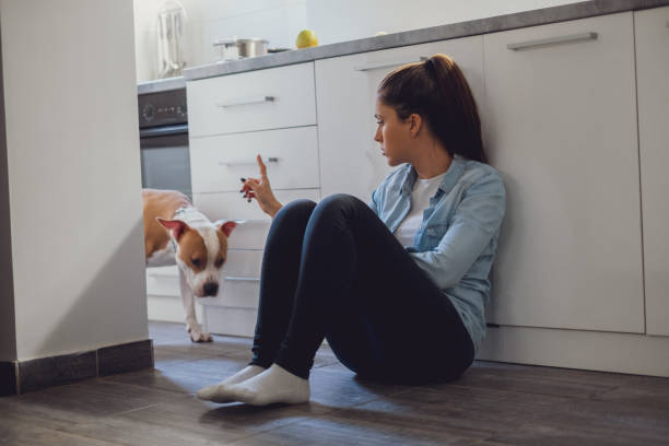 Girl scolding her dog in the kitchen stock photo