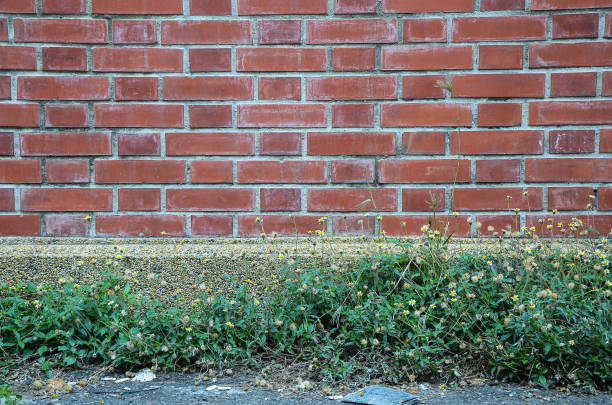 istock Brick wall and Beggarticks flower 1047640690