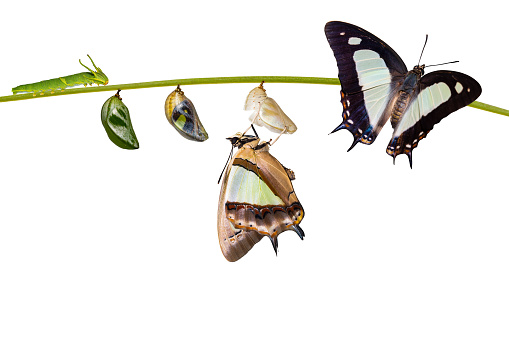 Isolated transformation and life cycle of common nawab butterfly ( Polyura athamas ) from caterpillar chrysalis hanging on twig , metamorphosis , growth with clipping path