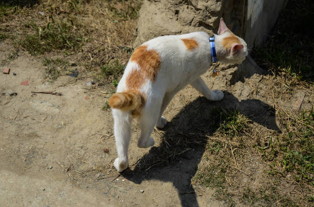 istock White cat in the garden 1047640796