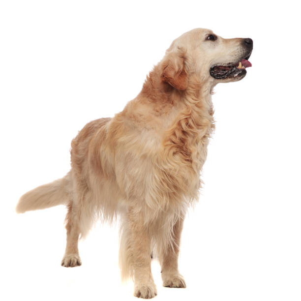 istock cute panting labrador standing and looking to side 1047644944
