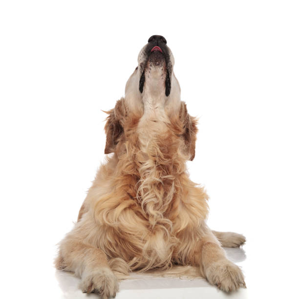 istock lying golden retriever looks up 1047645144