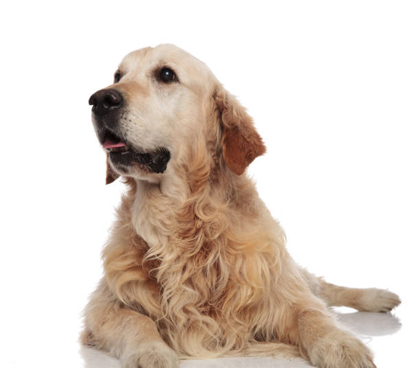 istock surprised golden retriever looks up to side while lying 1047645162