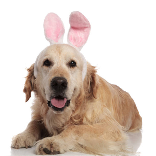 istock adorable labrador wearing pink bunny ears lying and panting 1047645172