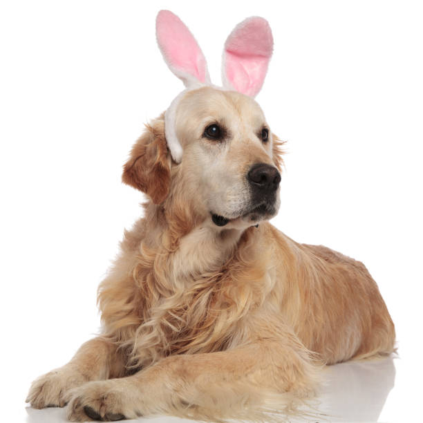 istock lying labrador wearing pink bunny ears headband looks to side 1047645194