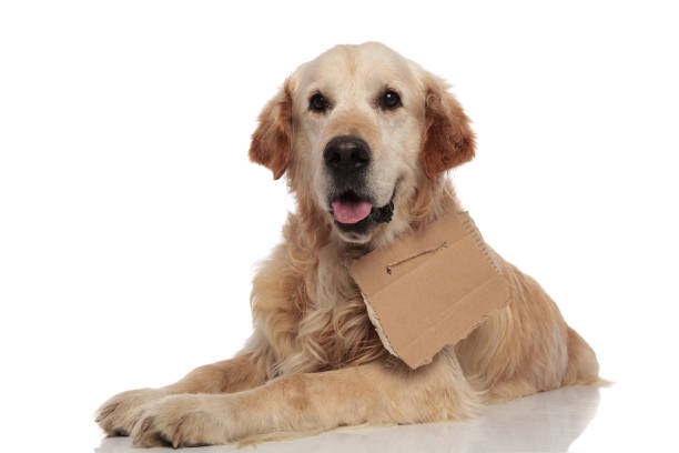 istock adorable lying golden retriever wants to be adopted 1047645534