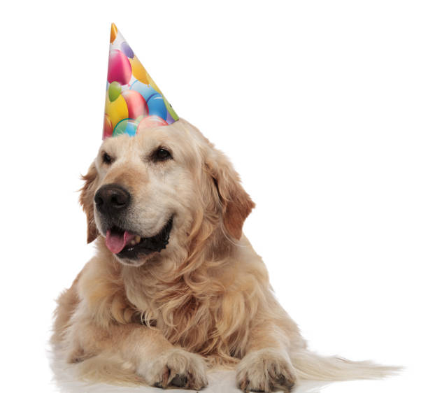 istock curious labrador panting and waiting for its birthday party 1047645632