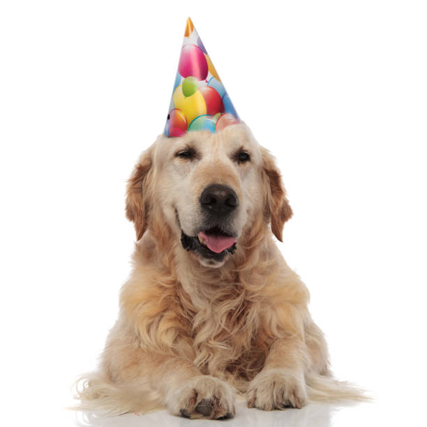 istock cute labrador wearing colorful birthday hat resting and panting 1047646388