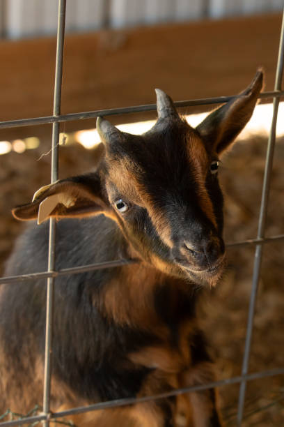istock Cute Goat With Head Through Fence 1047647694