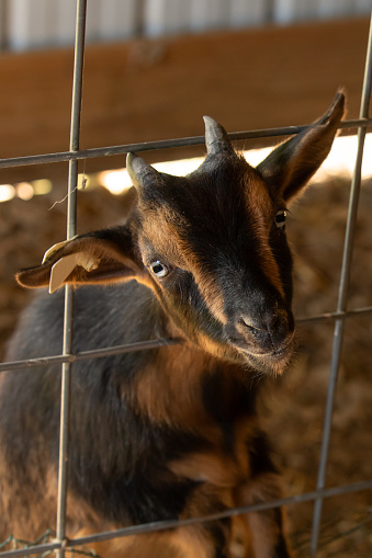 A small brown goat sticking his head through a fence to look at the camera.