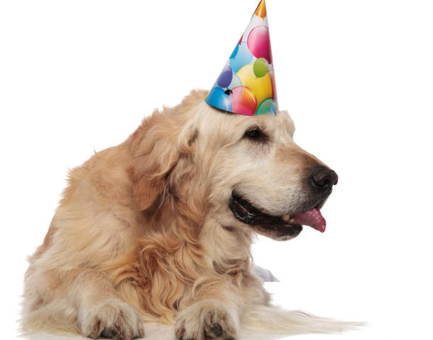 istock panting golden retriever wearing birthday cap looks to side 1047647732