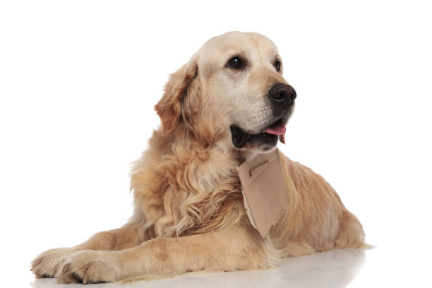 istock curious beggar golden retriever looks to side while lying 1047647818