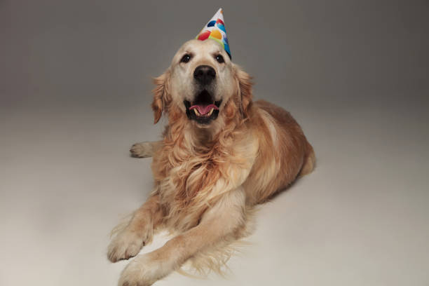 istock adorable labrador resting and panting after its birthday party 1047648188