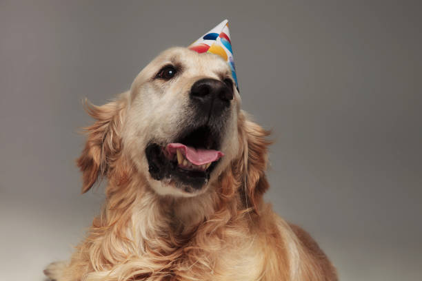 istock head of panting labrador with birthday hat looking up 1047648208