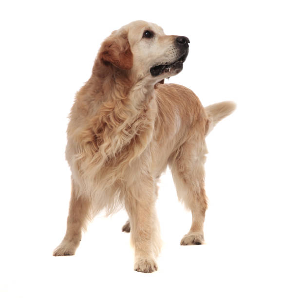 istock curious furry labrador looks up to side while standing 1047648386