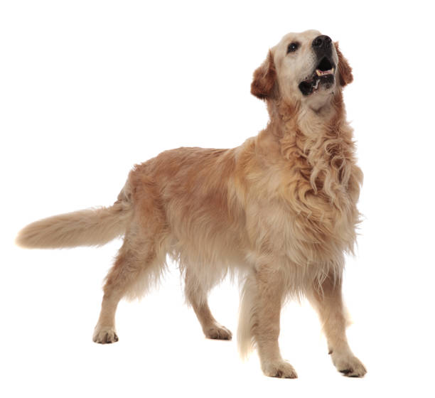istock aggressive golden retriever standing and looking up to side 1047648396