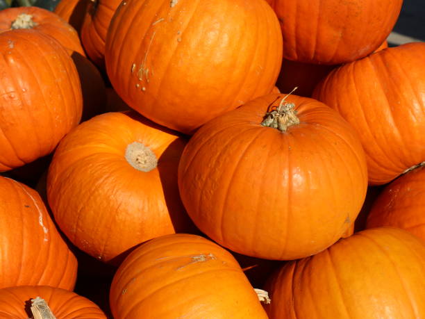 pumpkin stock photo