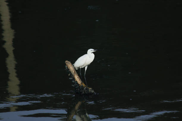 istock Egret standing on a wooden pole. 1047658410