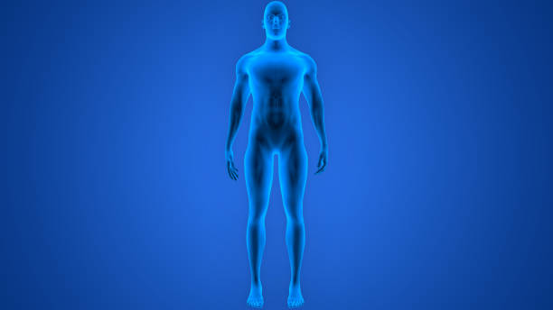 人間の男性の筋肉体解剖学 - men anatomy the human body body ストックフォトと画像