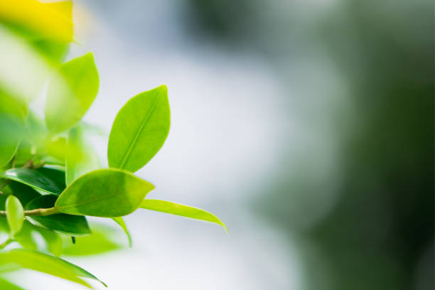 istock Closeup nature view of green leaf 1047662198