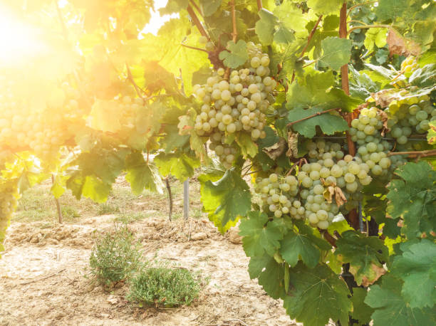 istock grapevine and ripe grapes in vineyard on sunny day 1047662320