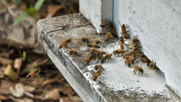 istock bees flying back in hive after a harvest period, Thailand. 1047665328