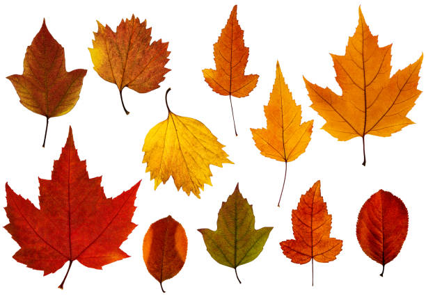 istock Set of fall leaves isolated on the white background 1047668866