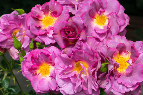 istock Bush blooming pink roses close up 1047669076