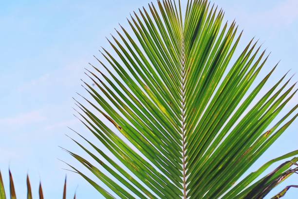 istock coconut palm leaves on blue sky background 1047672348