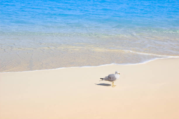 Caribbean turquoise water and white sand