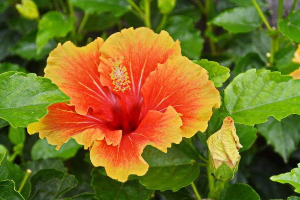 istock Beautiful hibiscus flower 1047673208
