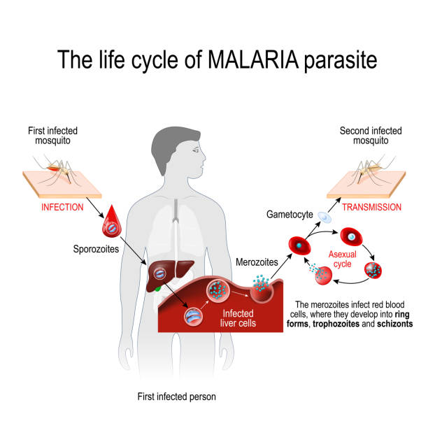 illustrazioni stock, clip art, cartoni animati e icone di tendenza di ciclo di vita di un parassita della malaria (dalla prima zanzara infetta alla seconda persona infetta). - malaria parasite