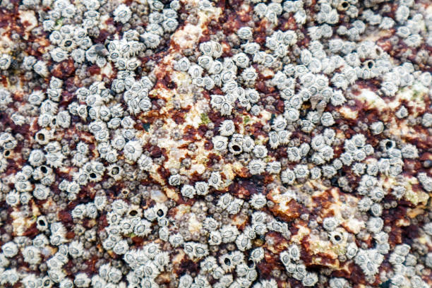 istock barnacle a marine crustacean with an external shell and itself permanently to stone 1047676080