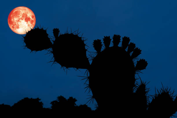 blood moon back silhouette cactus branch in desert, Elements of this image furnished by NASA