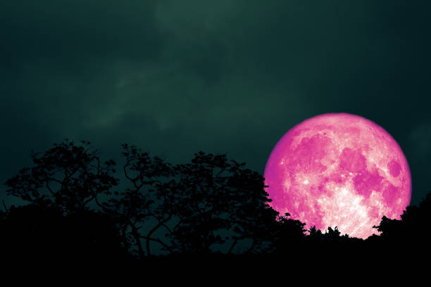 istock full pink moon back silhouette leaves on tree in night sky 1047676942