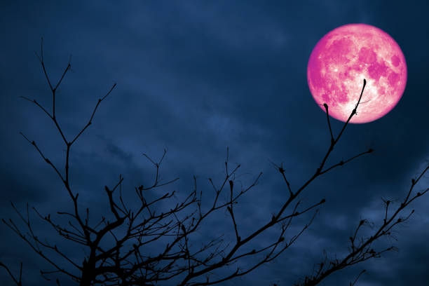 istock super pink moon back silhouette branch dry tree night cloud 1047677984