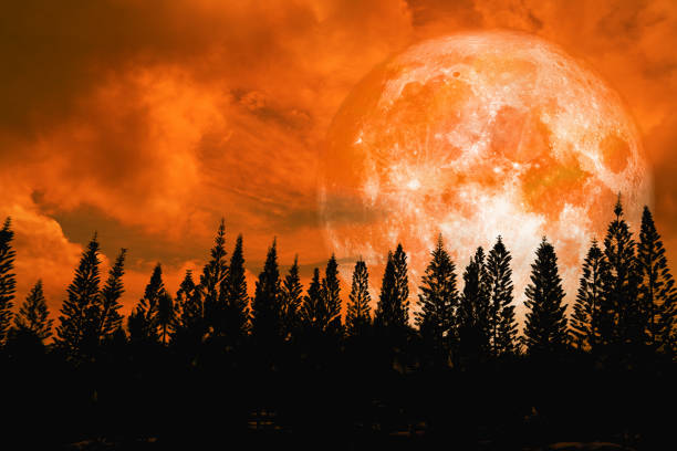 Fantasy Full Moon at Twilight with Tree Silhouette, Starry Sky and copy space