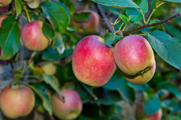 istock Detail red apples on the tree in the autumn 1047680188