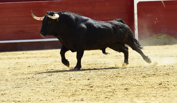 istock bull in spain 1047680364