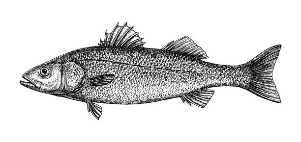 szkic atramentu europejskiego basu. - catch of fish illustrations stock illustrations