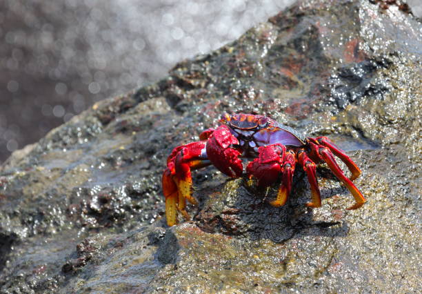 istock Grapsus adscensionis - Moorish crab, Tenerife 1047684084
