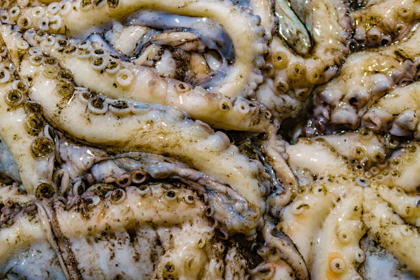 istock Octopus Tentacles at Street Market 1047690686