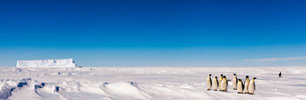 Group of cute Emperor penguins on ice A group of Emperor penguins standing on sea ice close to a big iceberg in Antarctica. antarctica penguin bird animal stock pictures, royalty-free photos & images